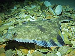 starry flounder
